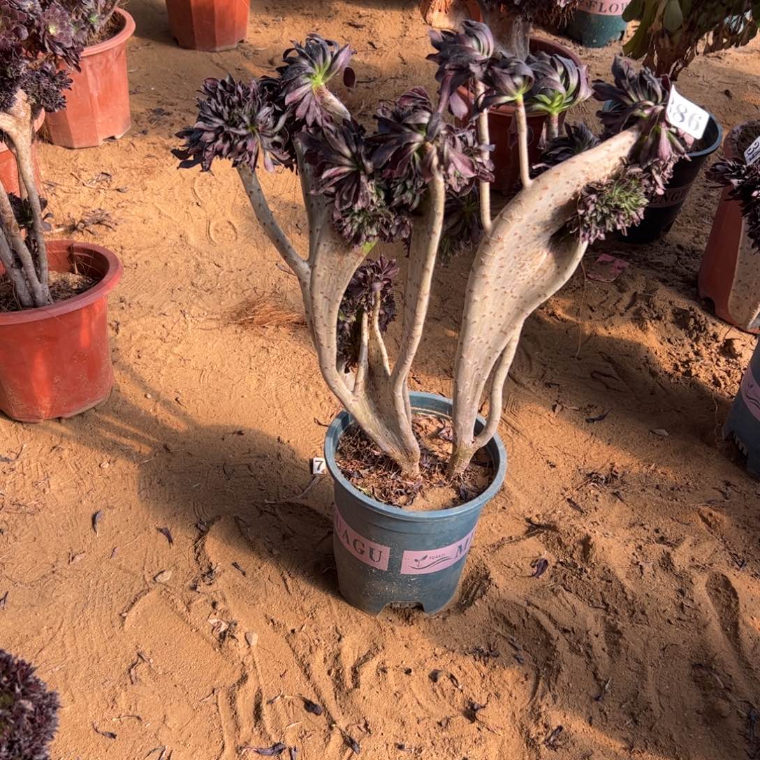 有伤黑缀386高38