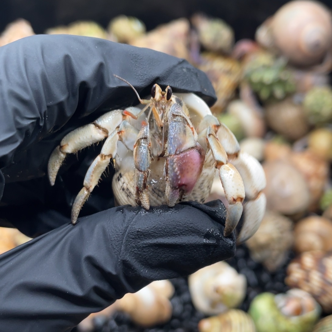 不退不換謝謝支持26