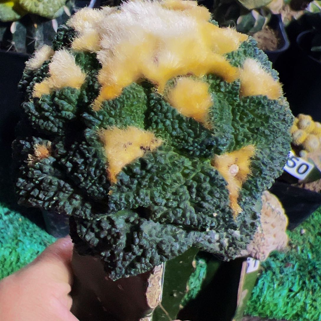 无花朵金毛密尤龟甲牡丹458