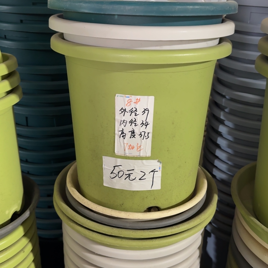 四季8#口径39无拖果绿3个