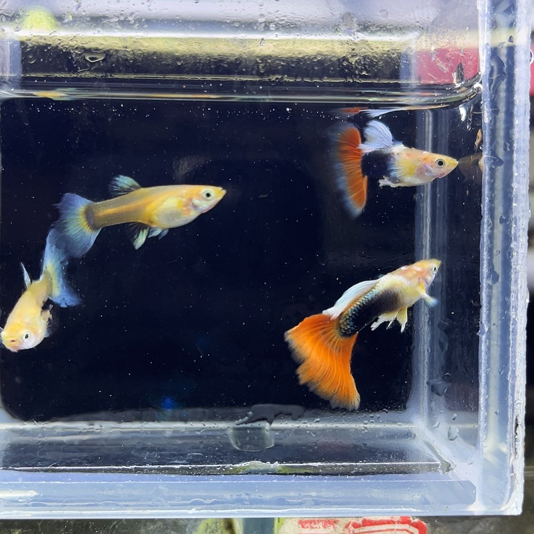 孔雀鱼16蓝礼服黄瓜飞船