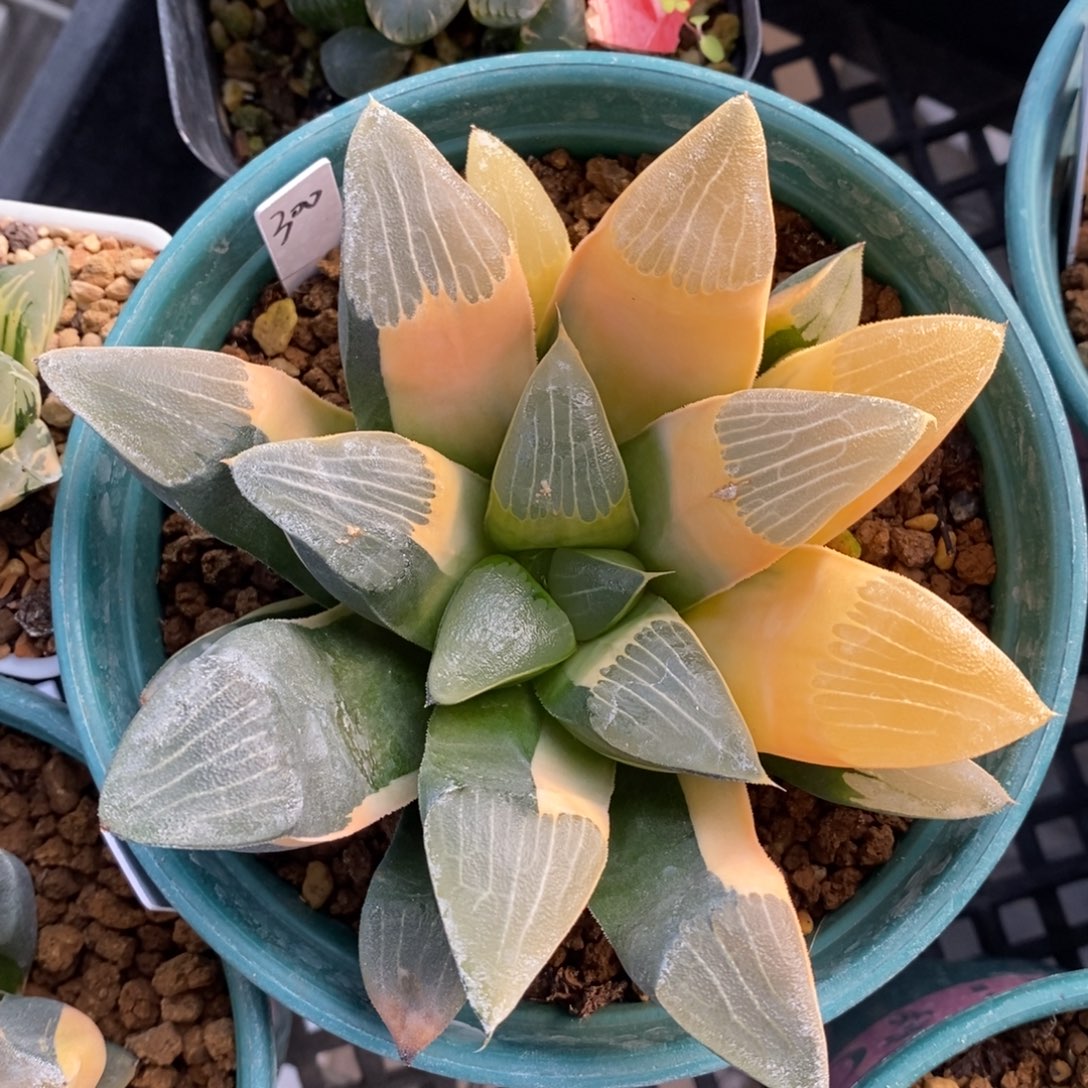 一颗实生大克锦     