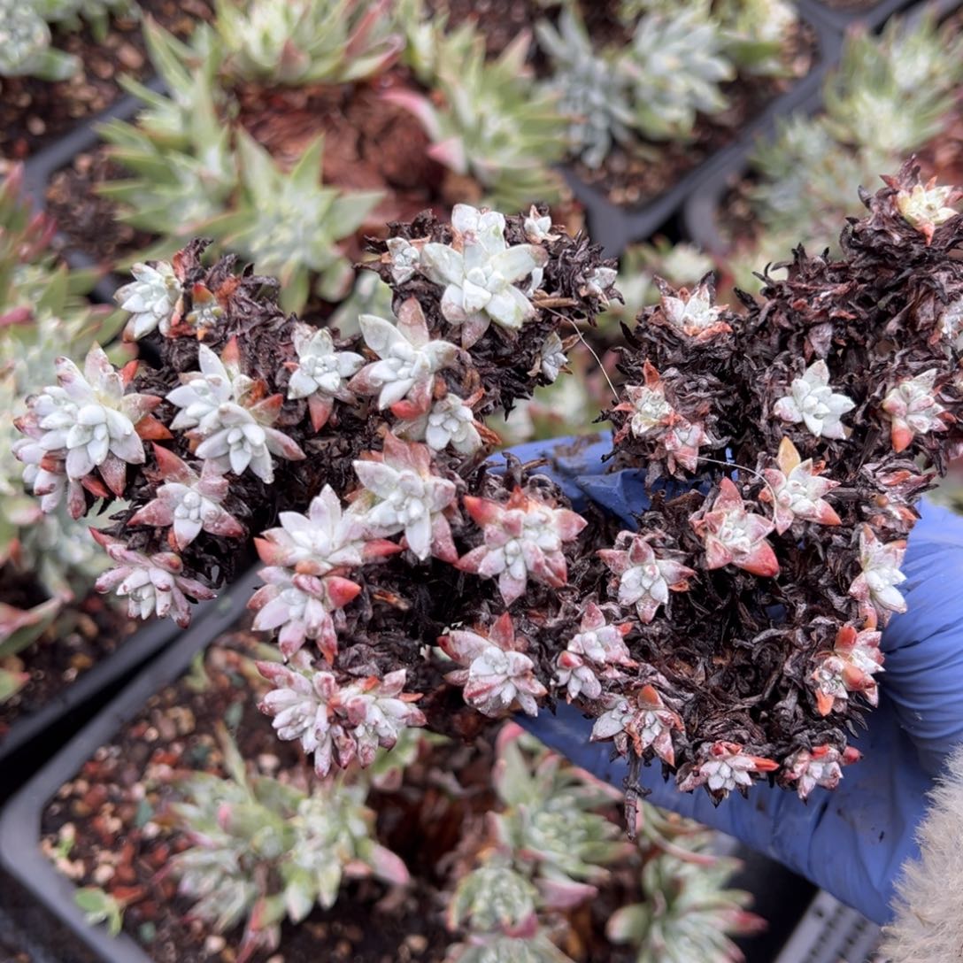 2153瑕疵白菊51头哈哈哈哈哈哈