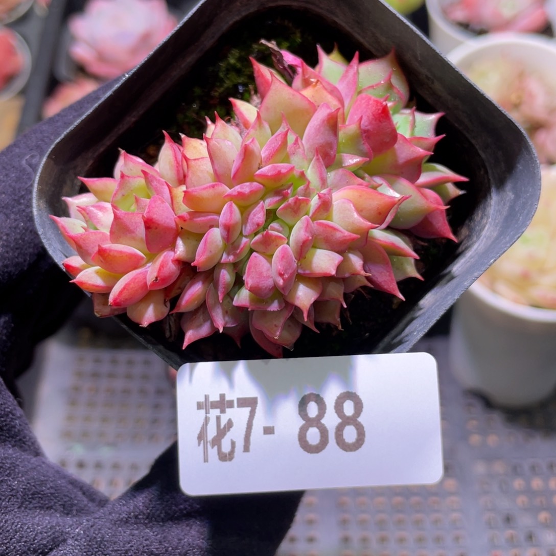 花利美7-88新品缀化