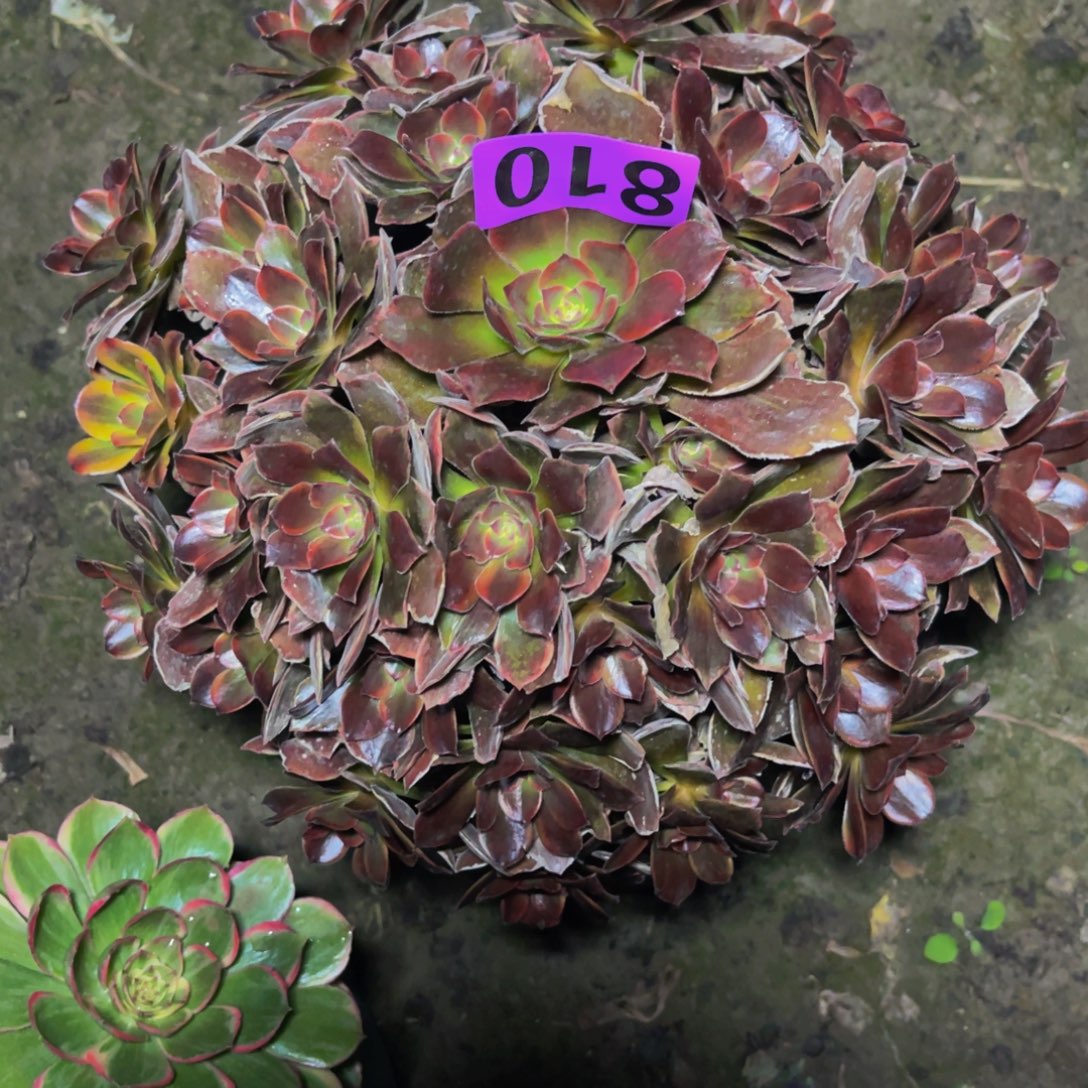 恶魔之吻26//////34包邮