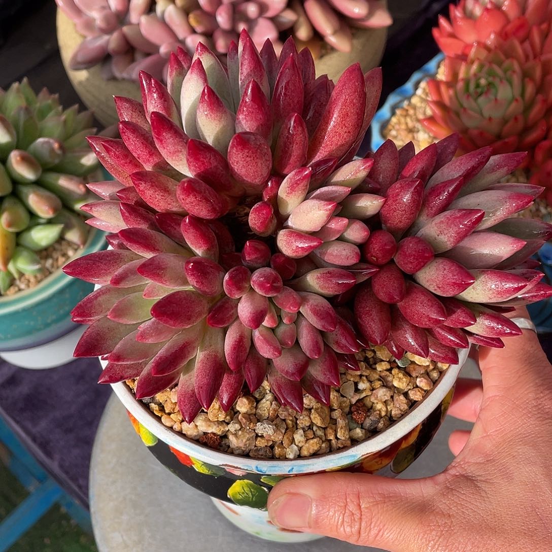 虞美人多肉脱土包邮