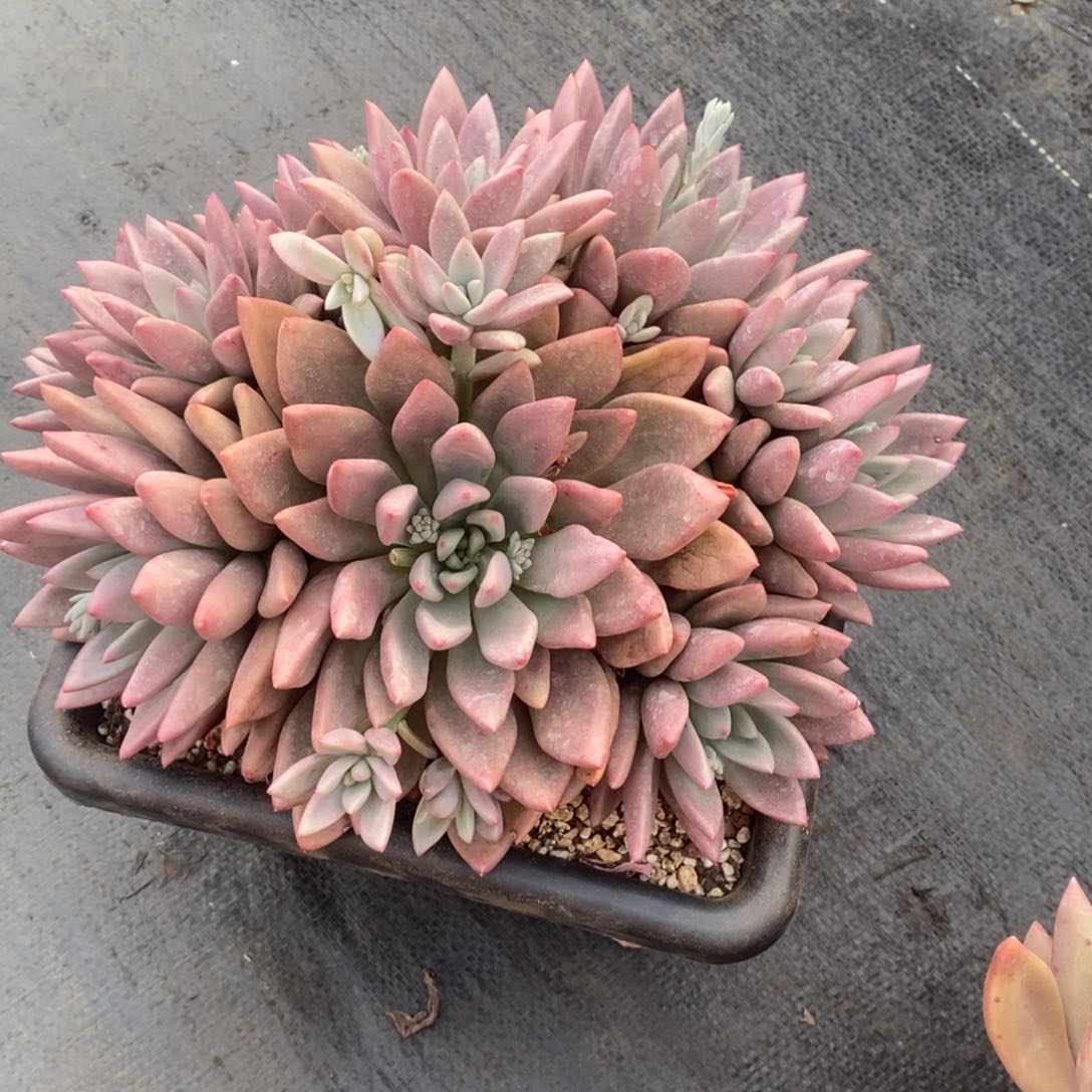 不*桃花源。             