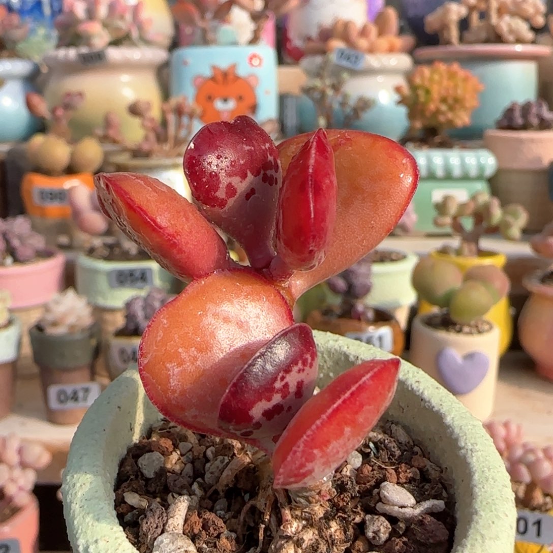 优选 双头爱心 一物一拍