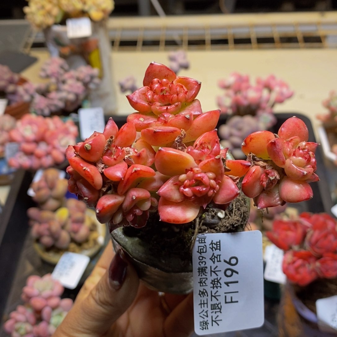 蜡牡丹196/8cm的肉