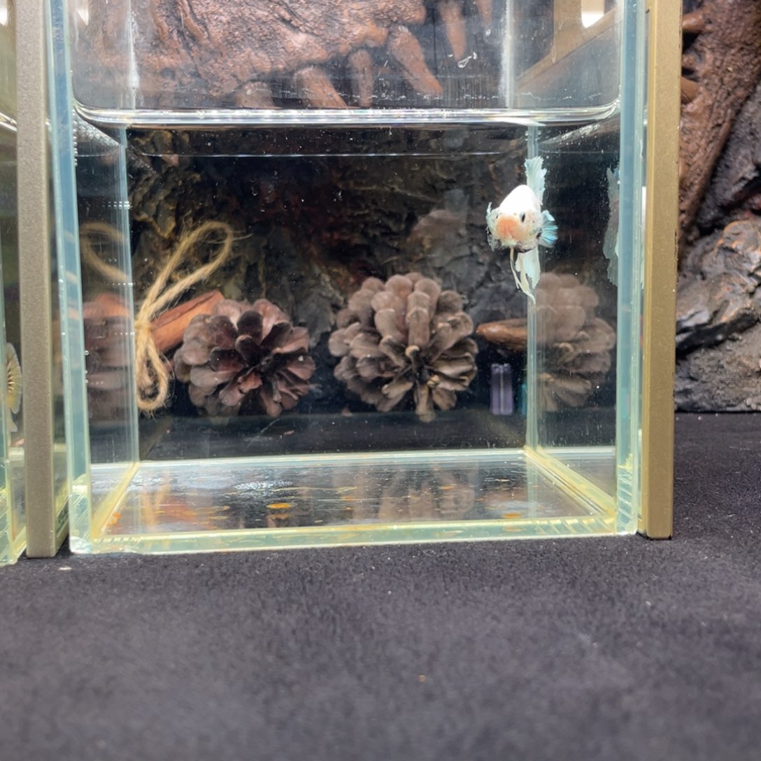 斗鱼十二月二十九日竞价