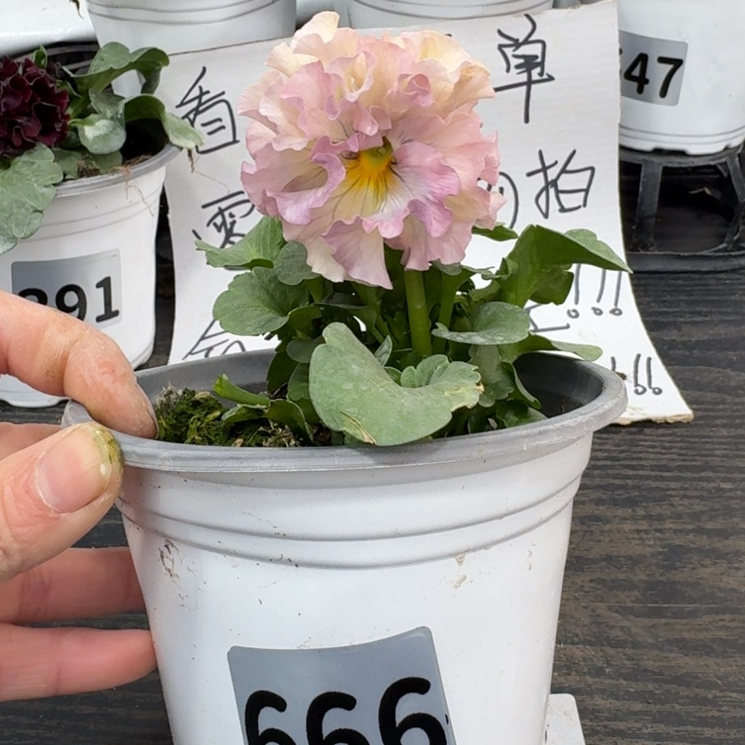 全部花朵666号粉礼服