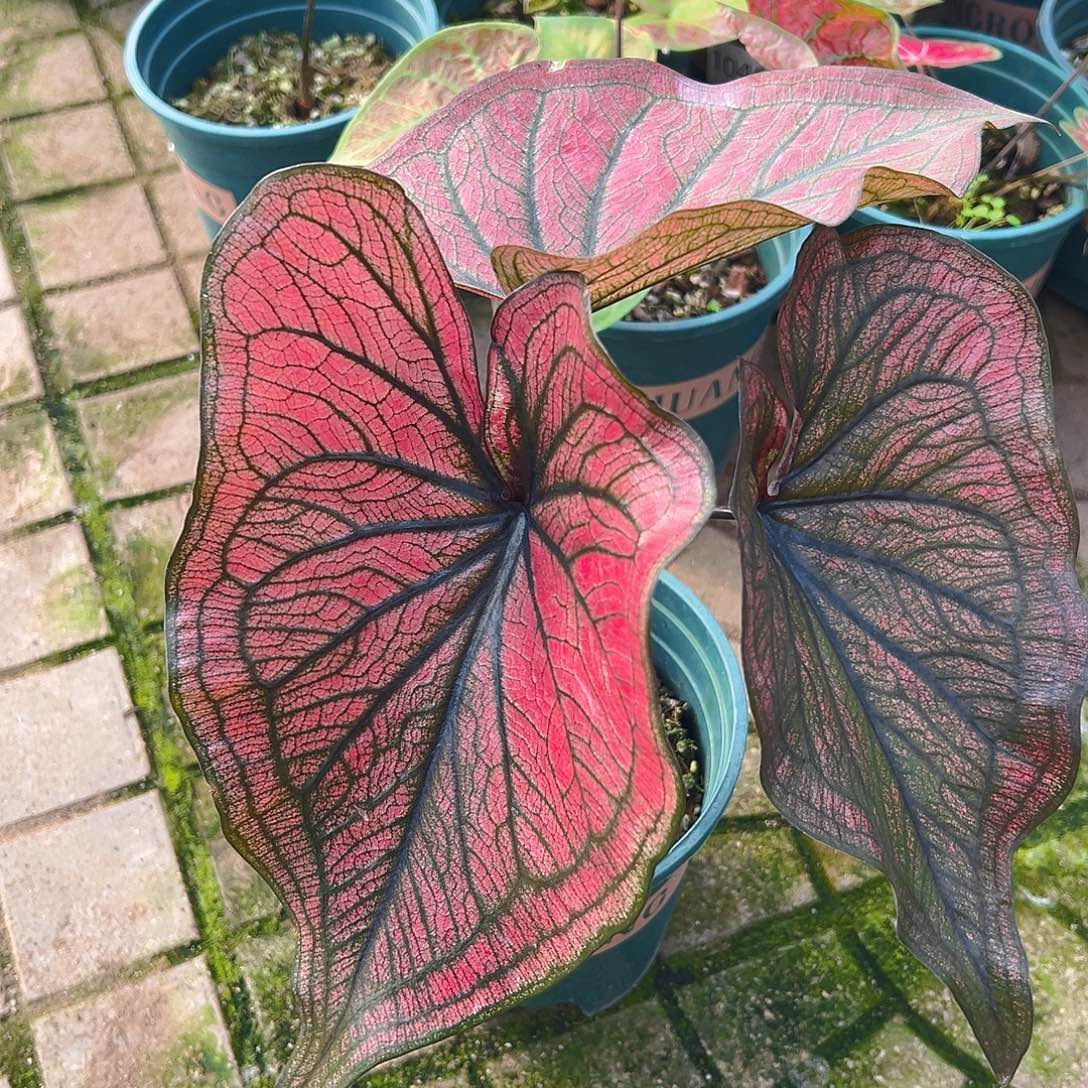 喜****完全开放一物一拍0083