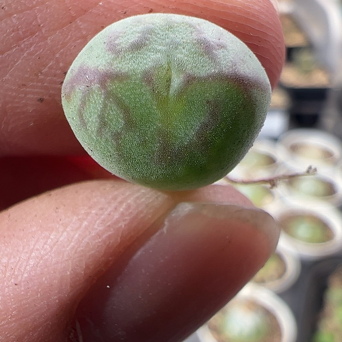 一物一拍。        少将杂交268