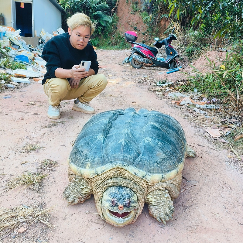 外省链接冷水北美鳄鱼龟现抓现发生态野养品质