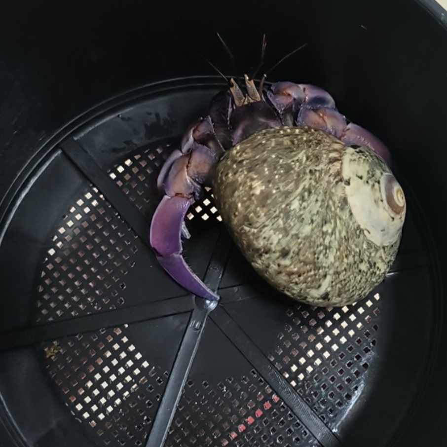 拍蟹补差价链接，慎拍！！！