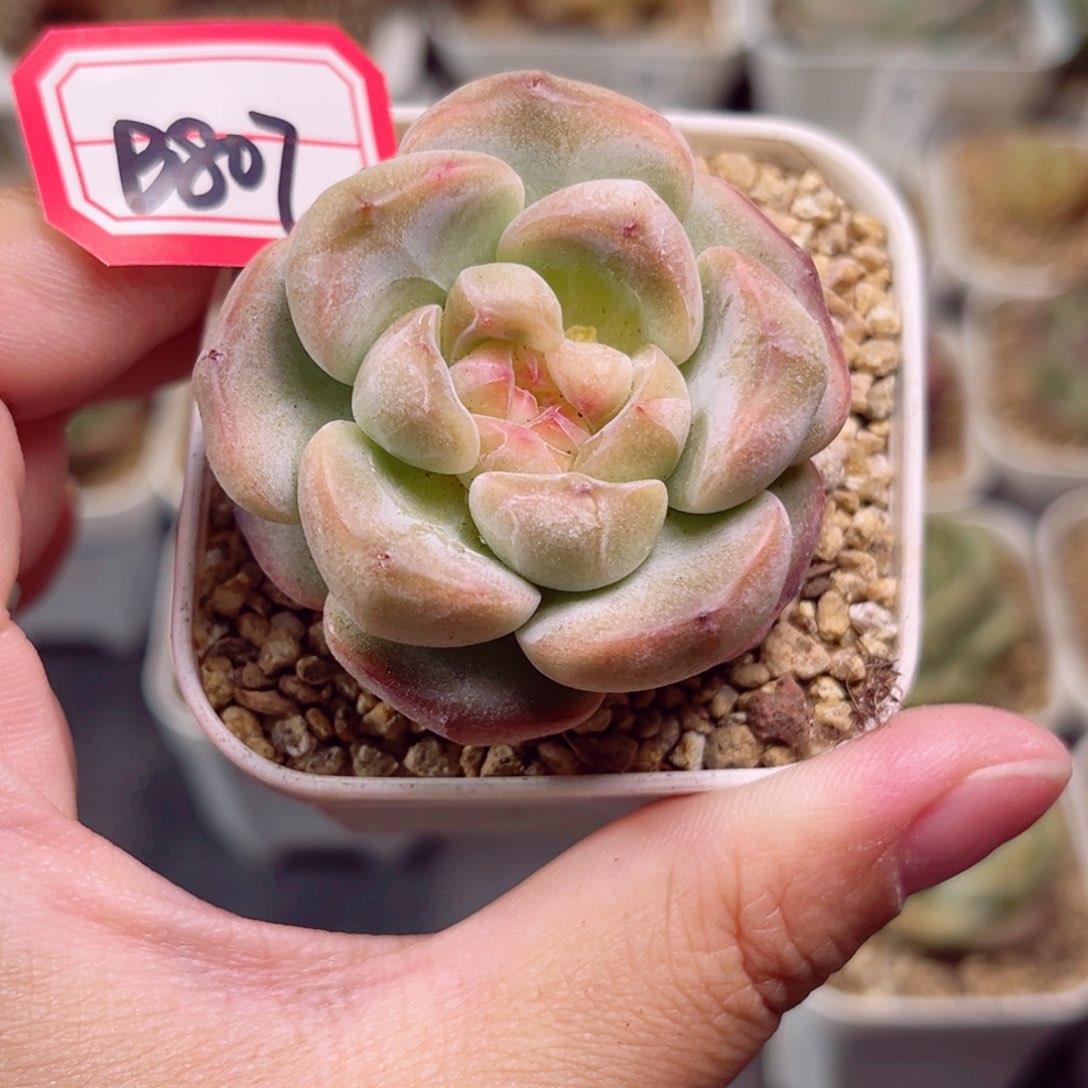 B807 一物一拍 珍妮放漏18包邮