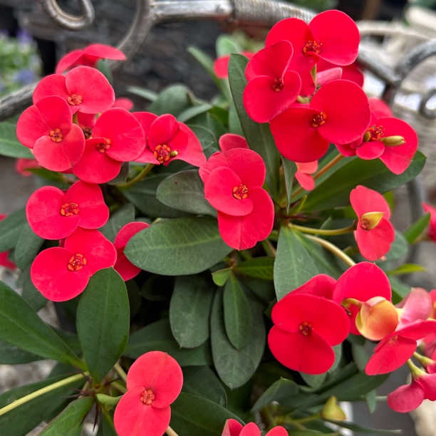 虎刺梅俏佳人盆栽四季开庭院阳台好养夏季春季红色