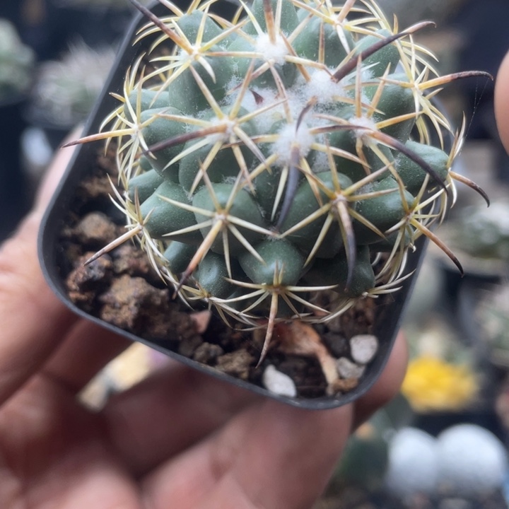 实生强刺钢钉带盆发货