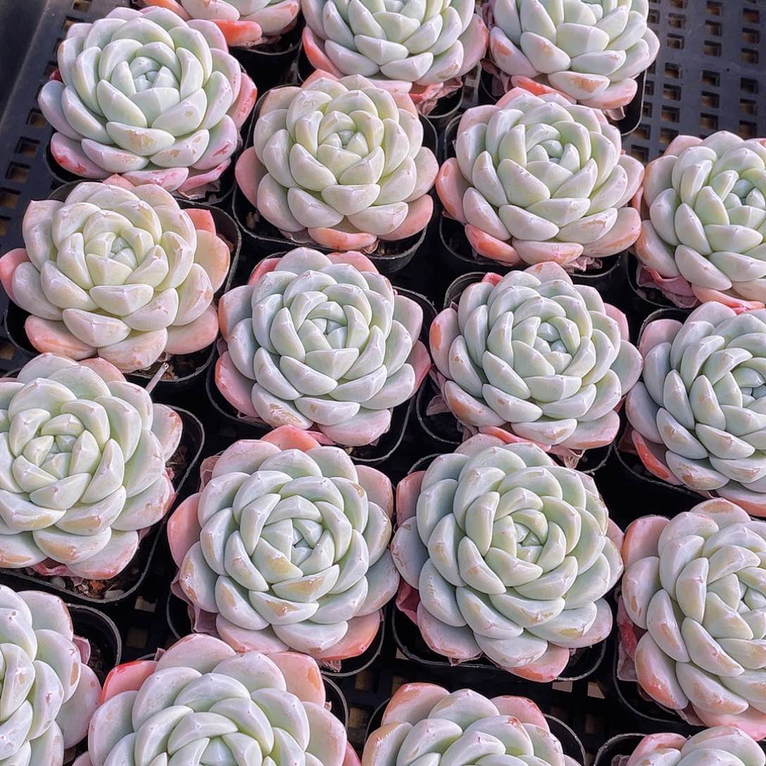 量拍3号 玉冰冰单头一个