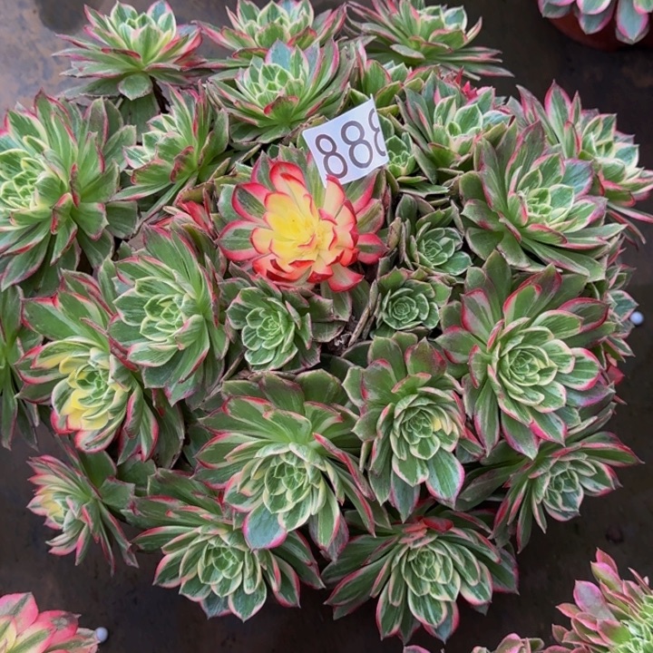 00000000888万花筒福利价