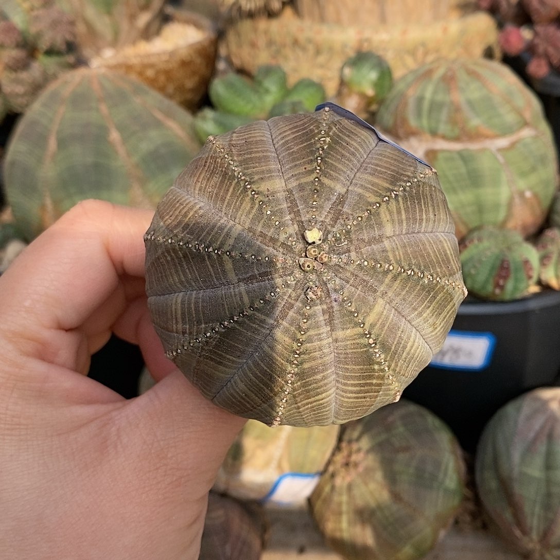 欧系布纹球多肉植物