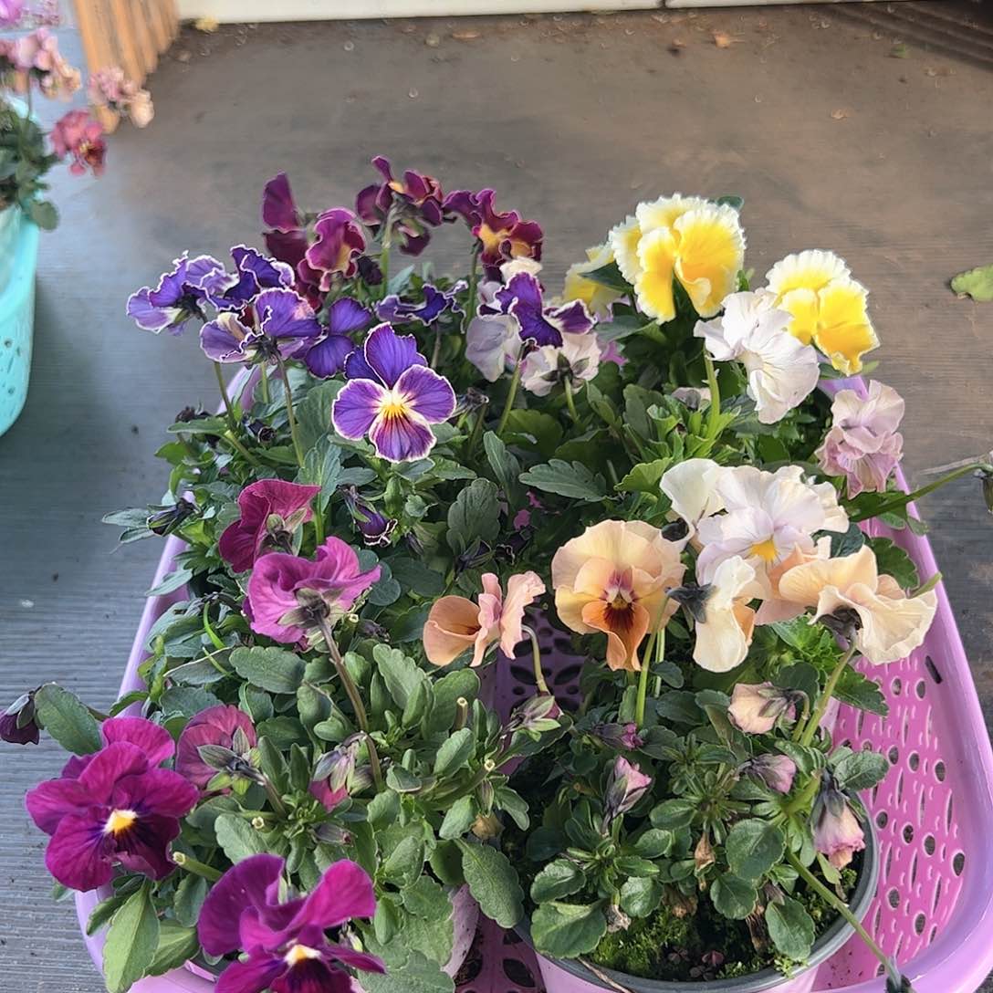 【闪购商品】087号