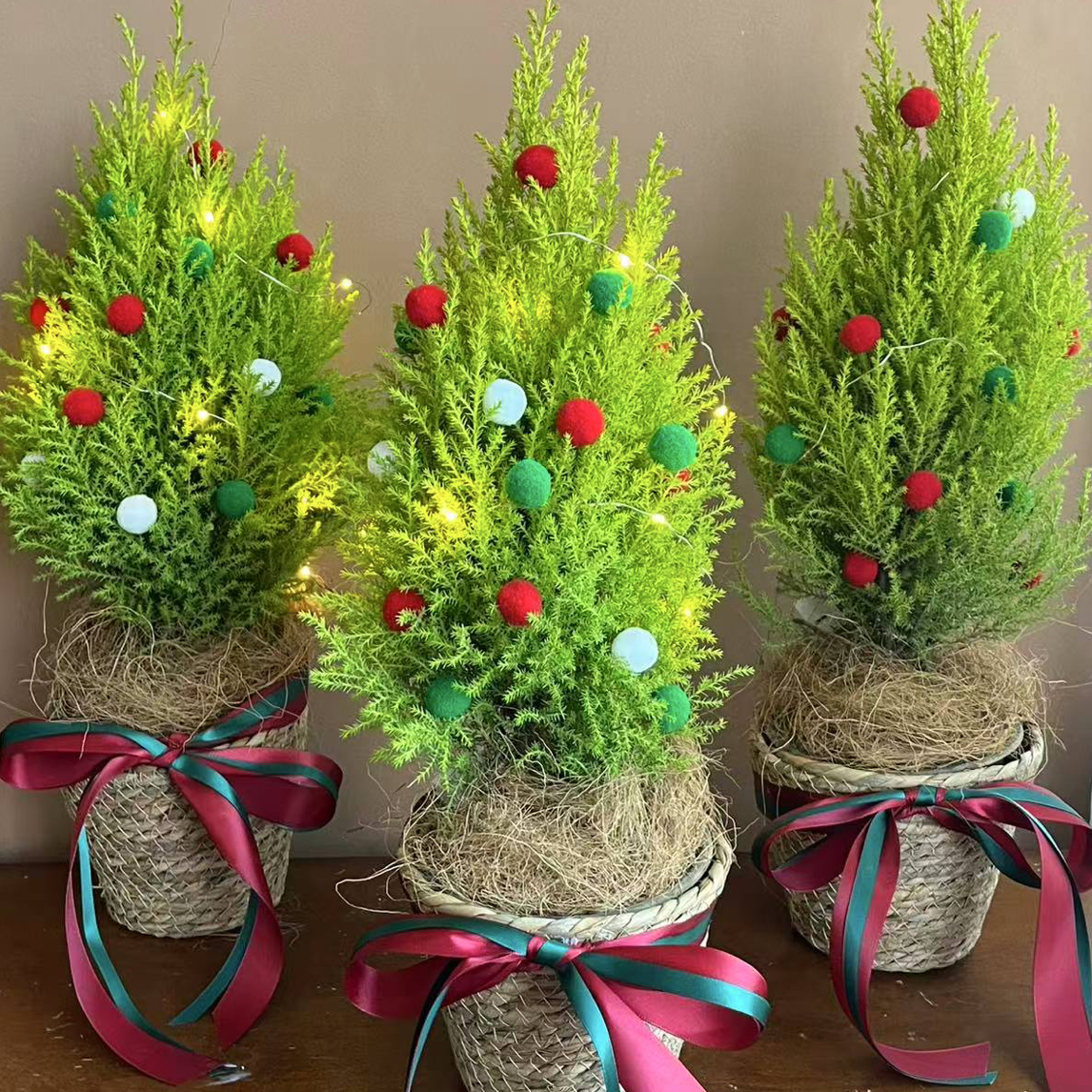 圣诞树香松带盆 带装饰 带香味可爱四季常青冬季好养高40-50厘米