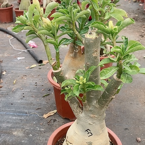 【闪购商品】无花朵淡*