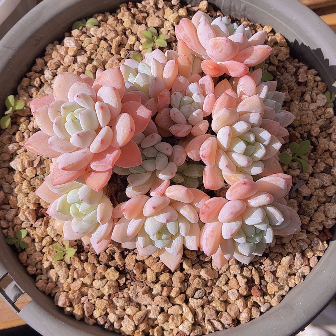 心***七极品冷香老桩多肉