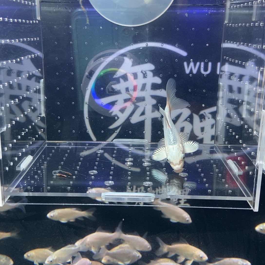 蝴蝶鲤鱼九鲤蝴蝶鲤1条