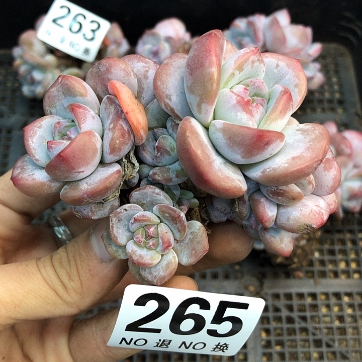 星影石榴籽福利出咯 265