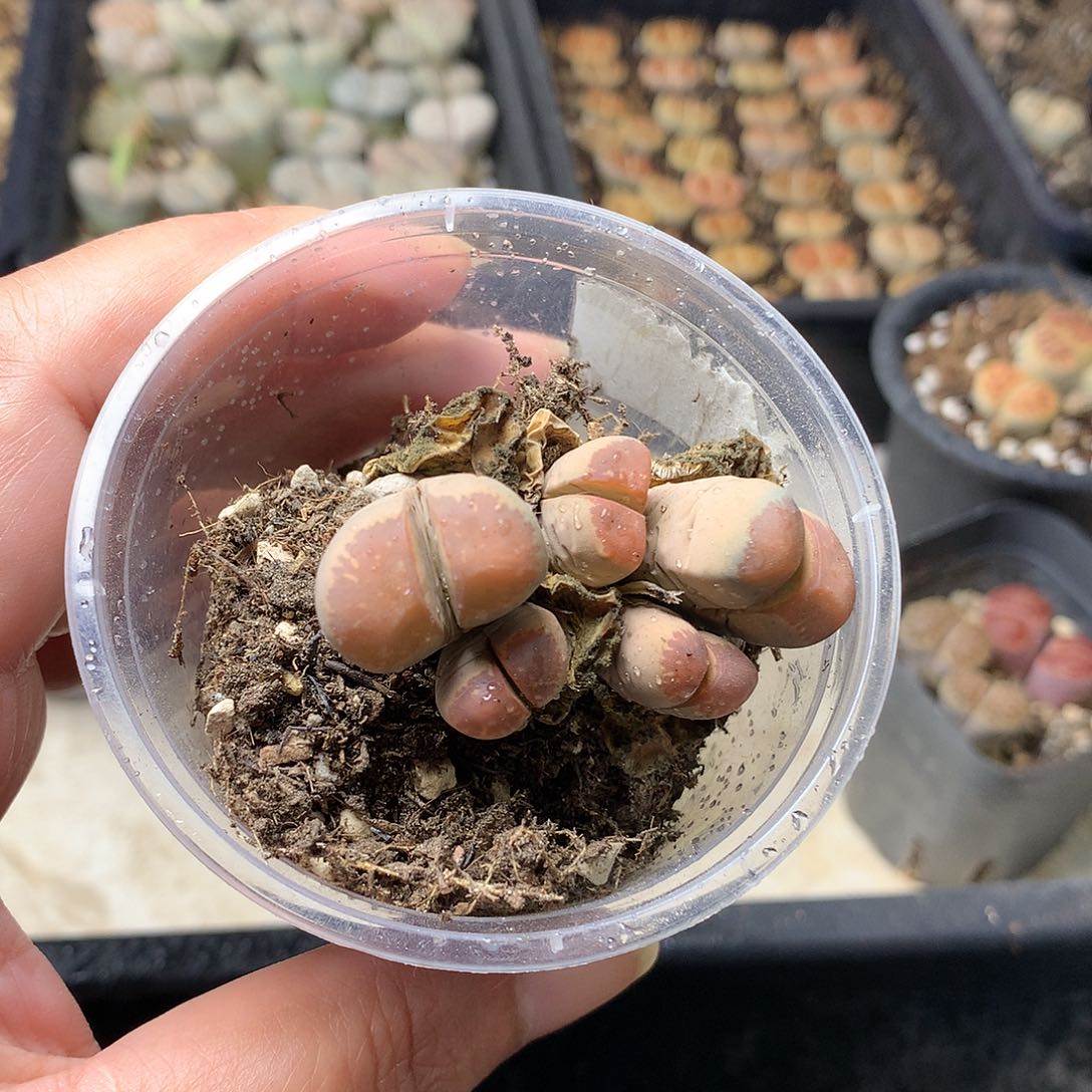 瓶**鱼G45多肉植物保护研究所