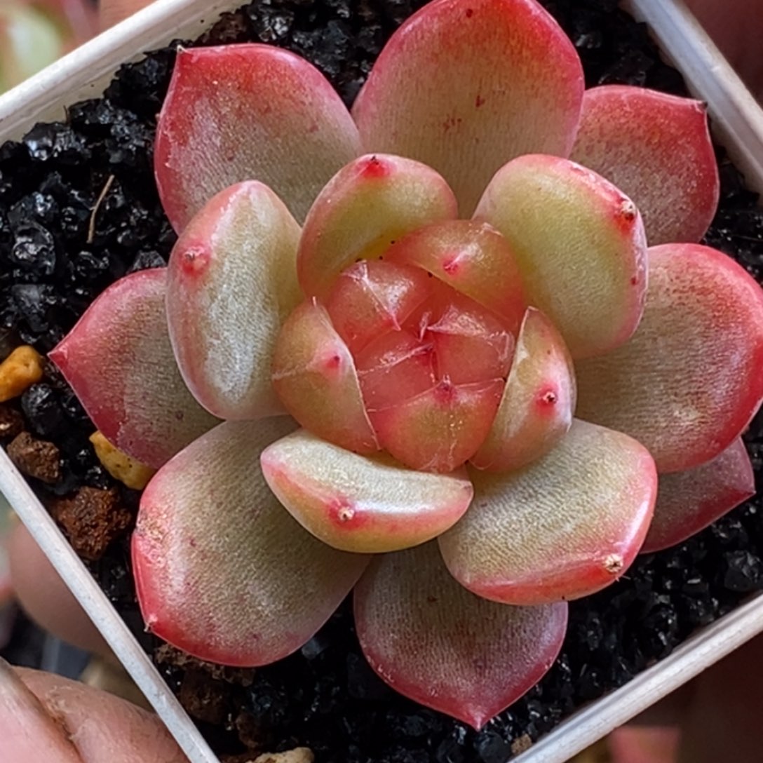 天官赐福百无禁忌