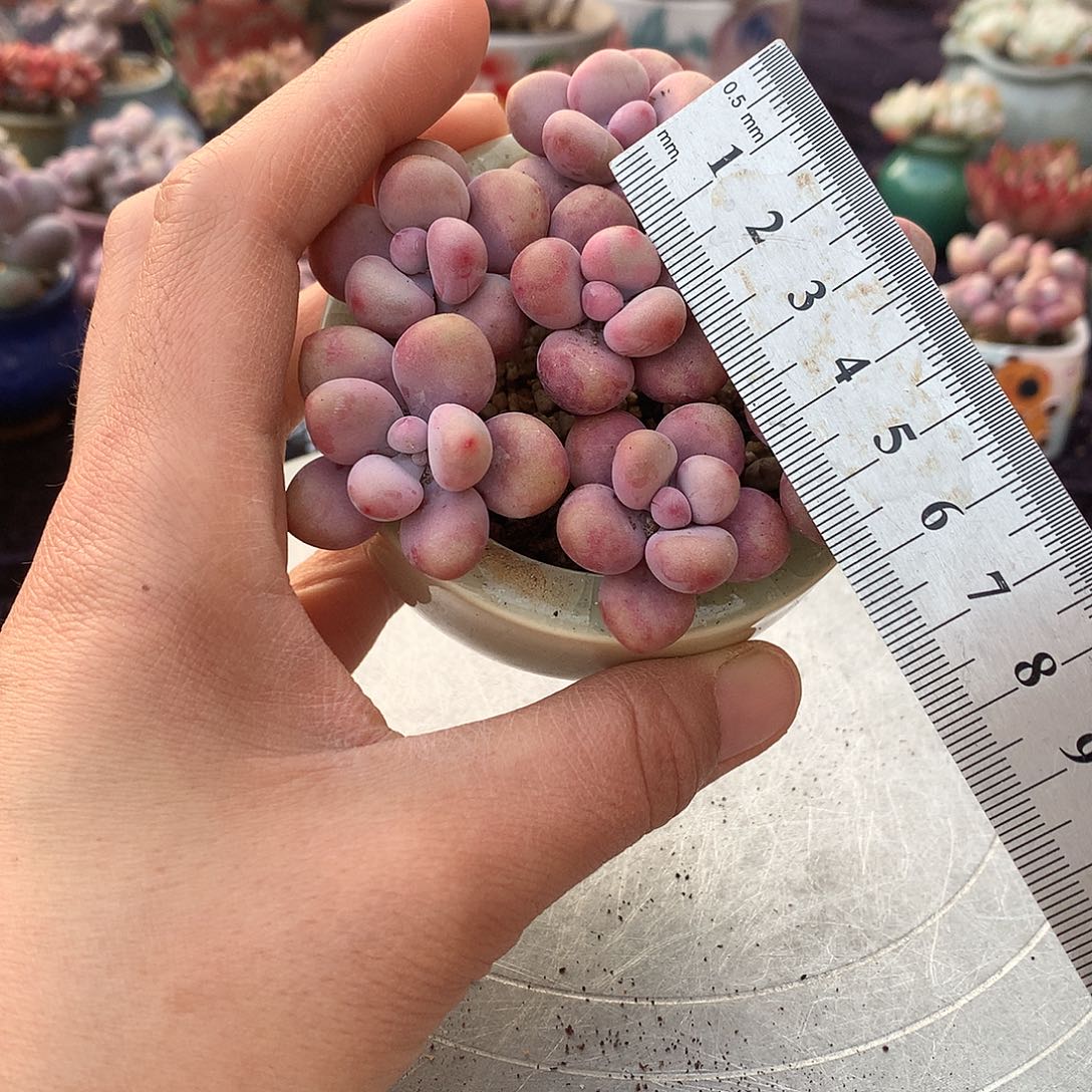 10颗偏远地区不包邮的3公分