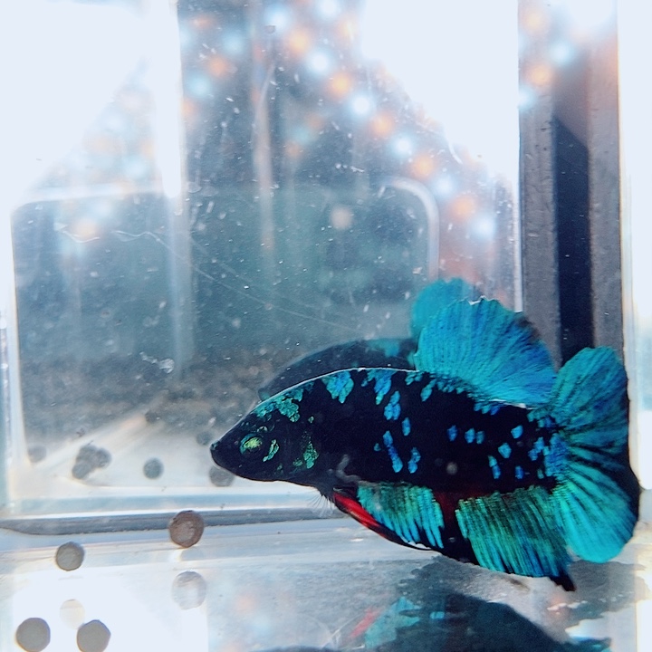 斗鱼黑100号巨斗将军