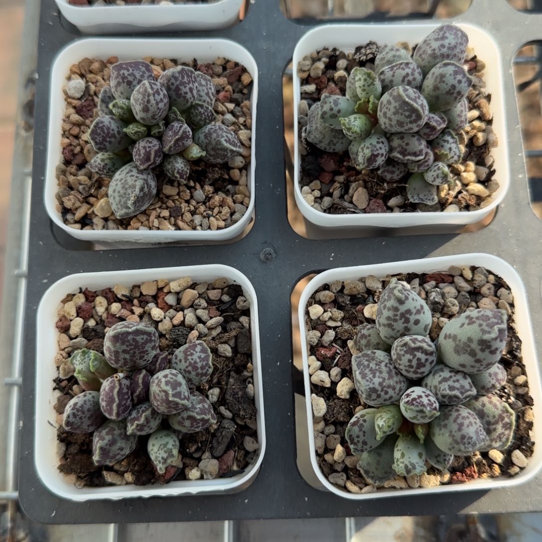 达摩海豹量拍链接