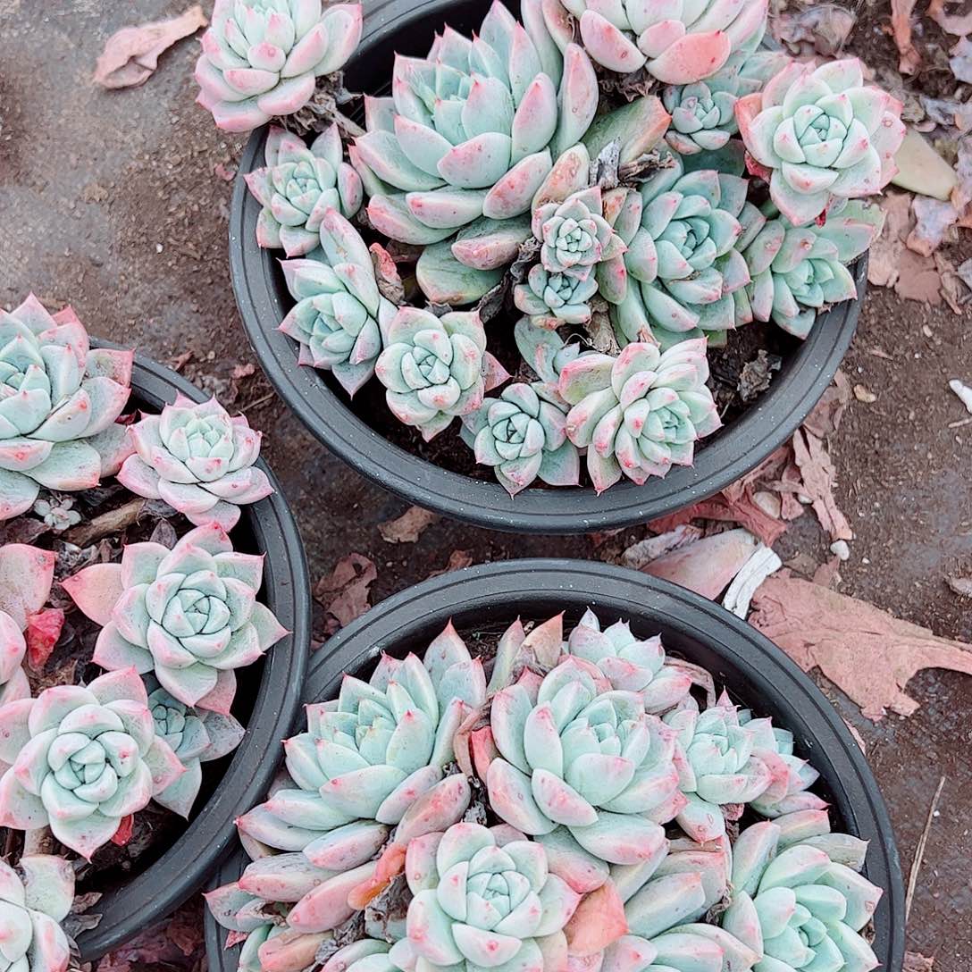 冰山美人多头群生精品特价