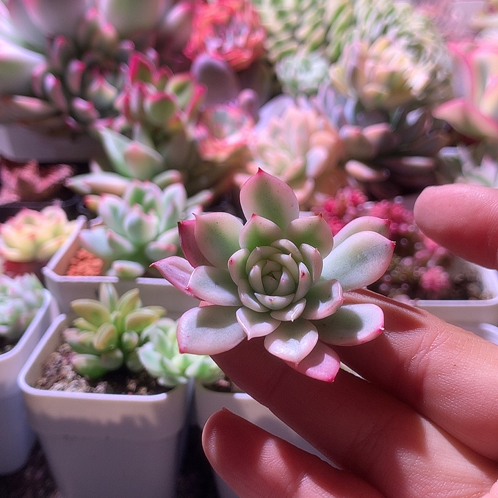 粉水晶覆轮锦有杆子