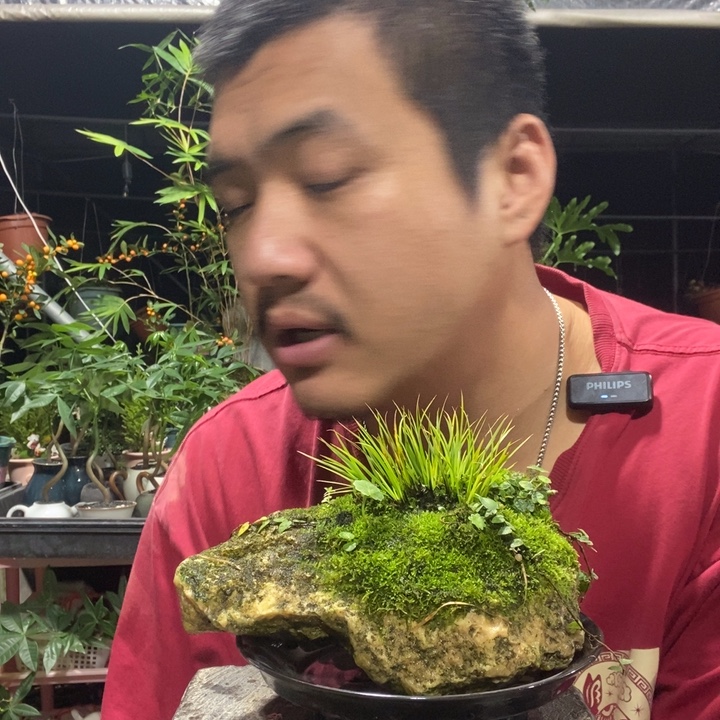 S***o以实际为准盆景绿植盆栽64
