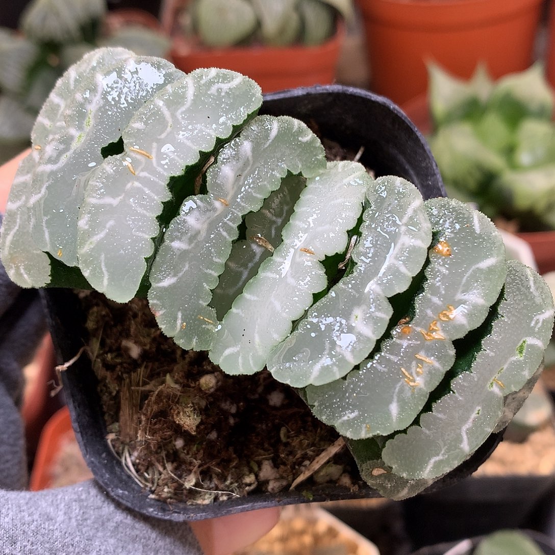 玉扇带盆土发货tonmo