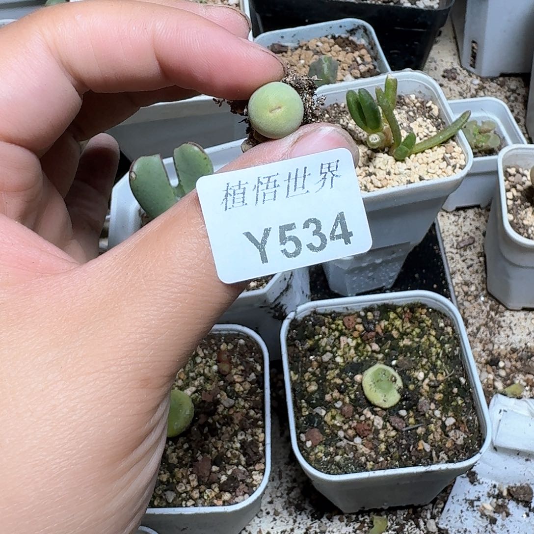 534号多肉植物哇x c