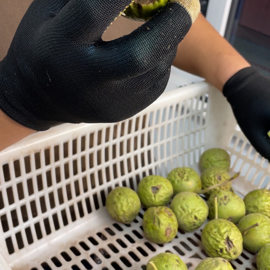 吊坠文玩核桃学超三棱