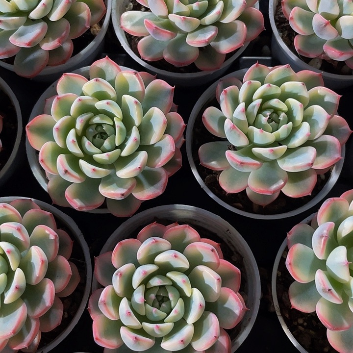 姬莲锦5.8带盆土