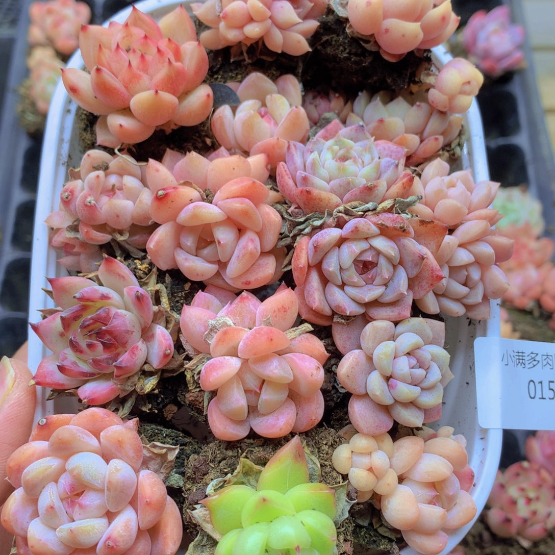 我要去看你的演唱015