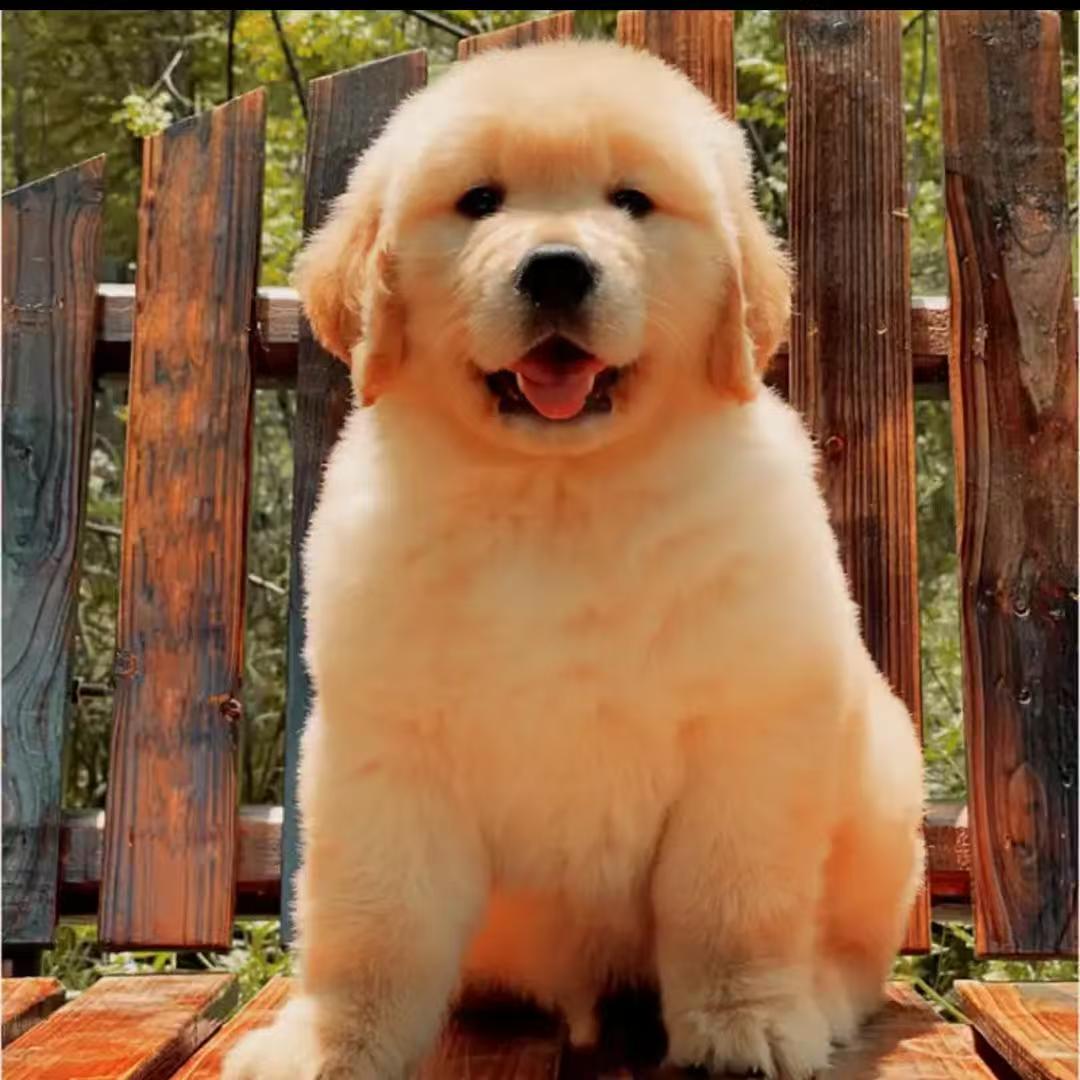 [悍马犬舍]T狗狗活体