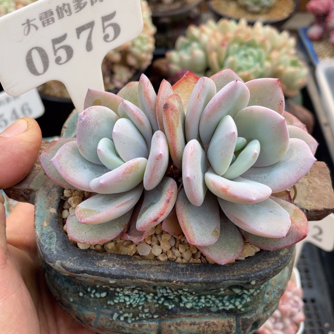 0575奶茶不带盆10厘米