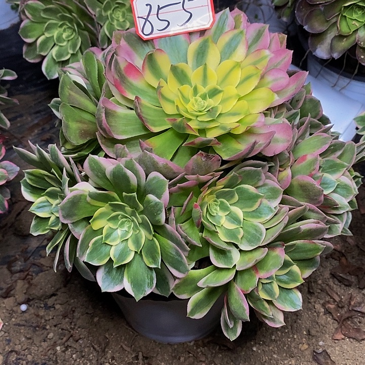 海仙老桩捧花855号