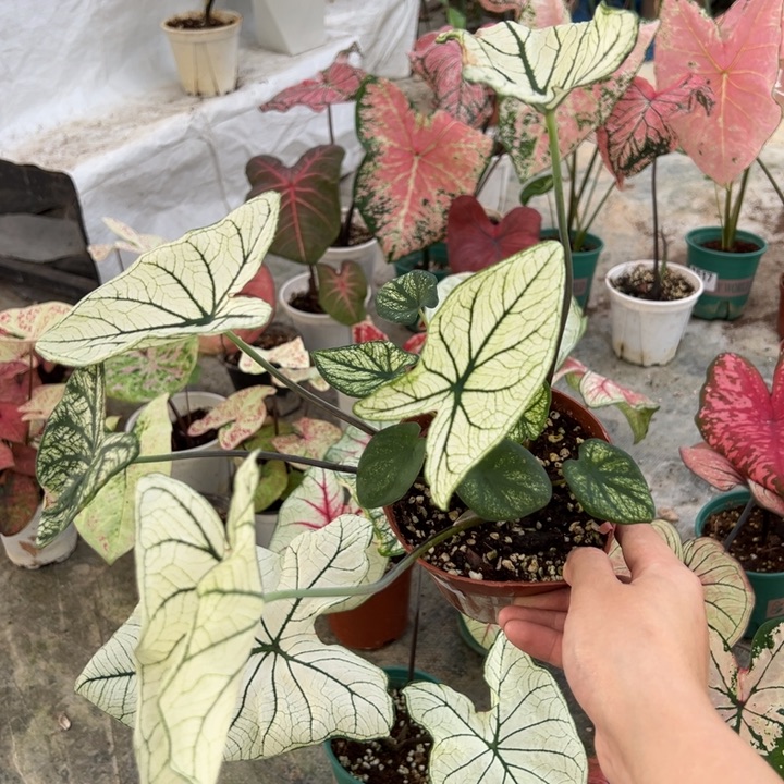 陈***胖不开花植物A533不包种球大小不包叶损