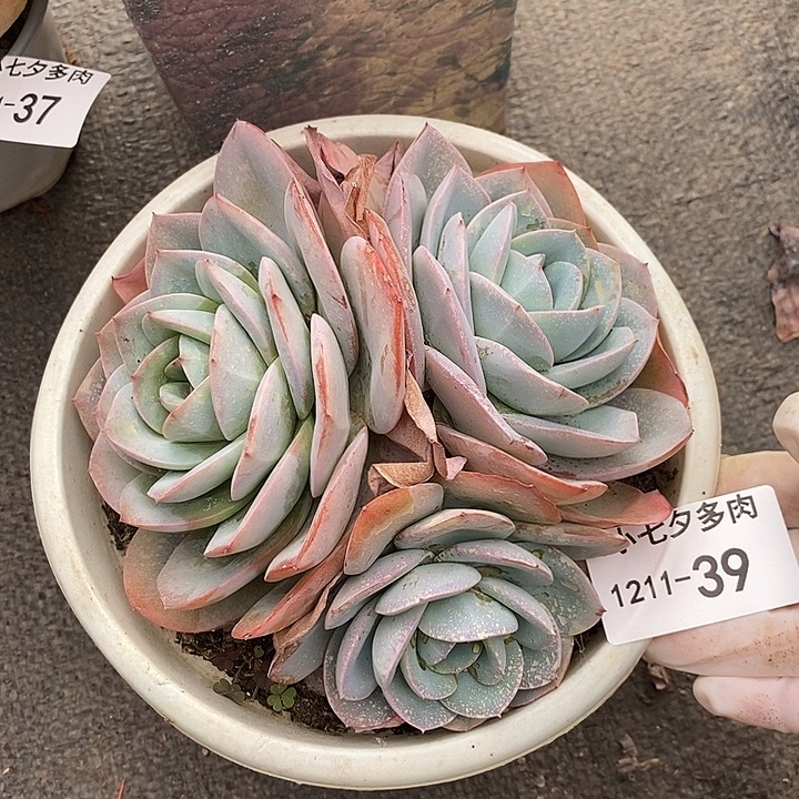小七夕多肉布鲁蓝39