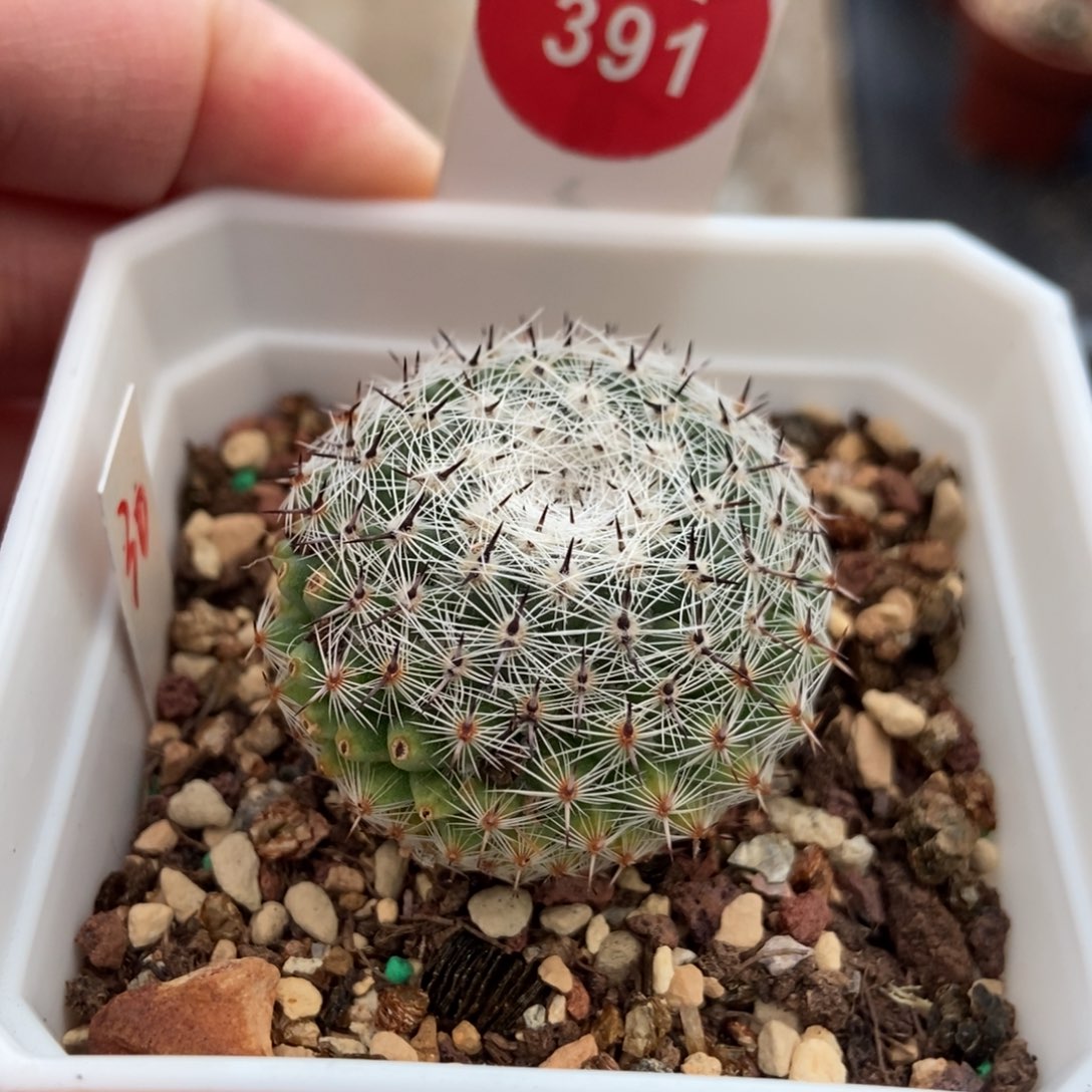 实生黑刺恋山彦3.5cm侧面有掉刺